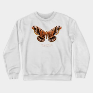 Moth - Giant Silk Moth, Rhescyntis Romulus, Rhescyntis Romulus Maassen, Caio Romulus Crewneck Sweatshirt